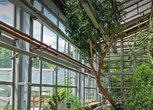 Зимний сад в городском парке в Жуковском